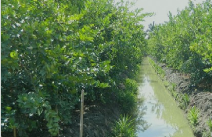 Sompong Farm1