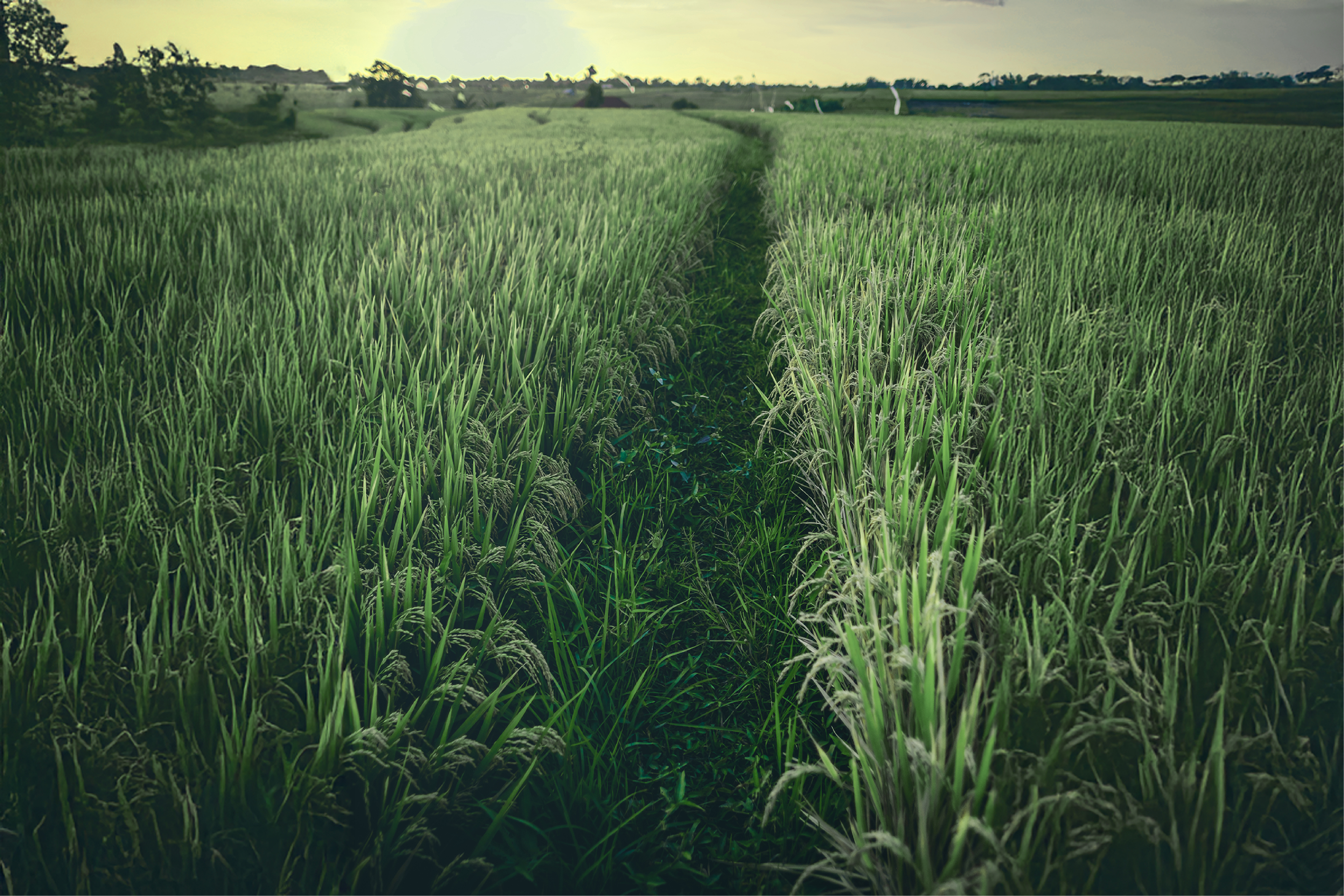 Grass BG