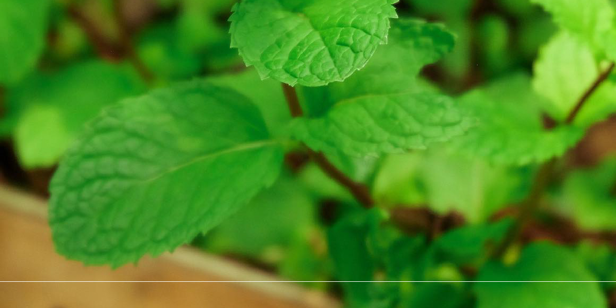 Ingredient Picture 2